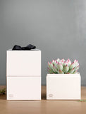 Succulent in gift box with "Your Logo Here" imprint.