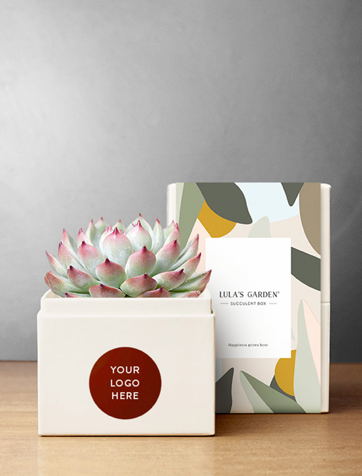 succulent related gifts Employee Appreciation Gifts | Succulent Gift For Employees