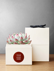 Succulent in gift box with "Your Logo Here" imprint.