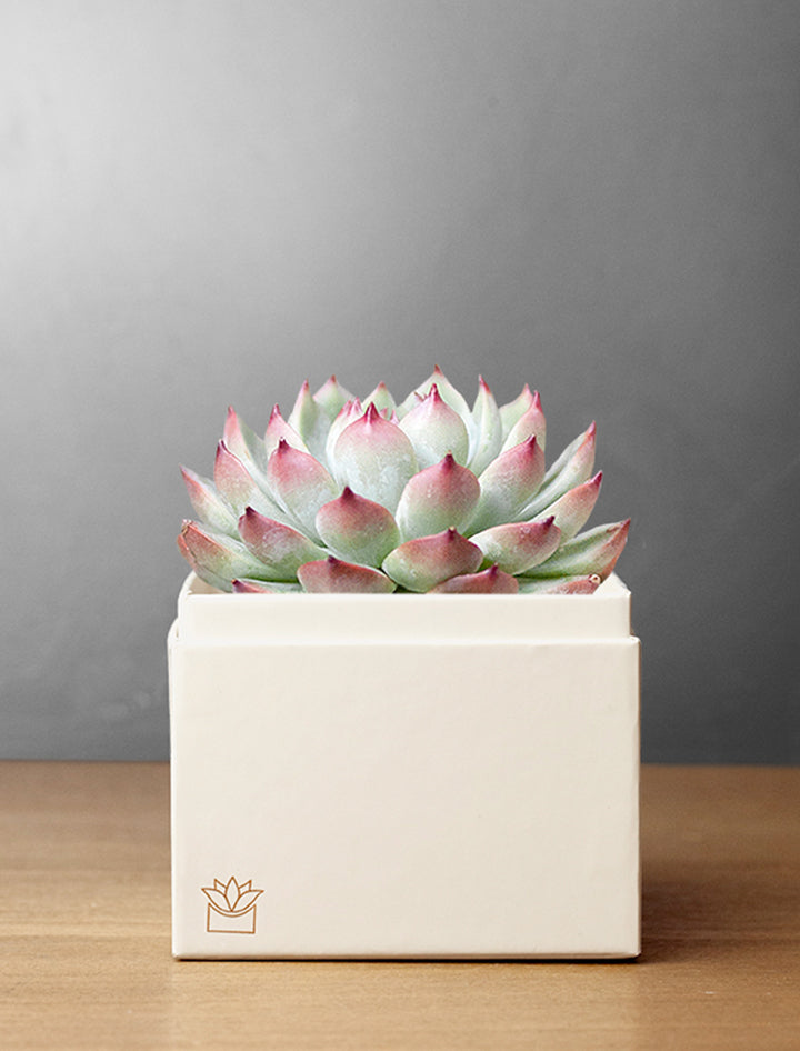 Succulent in gift box.