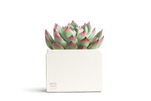 Succulents in gift box.