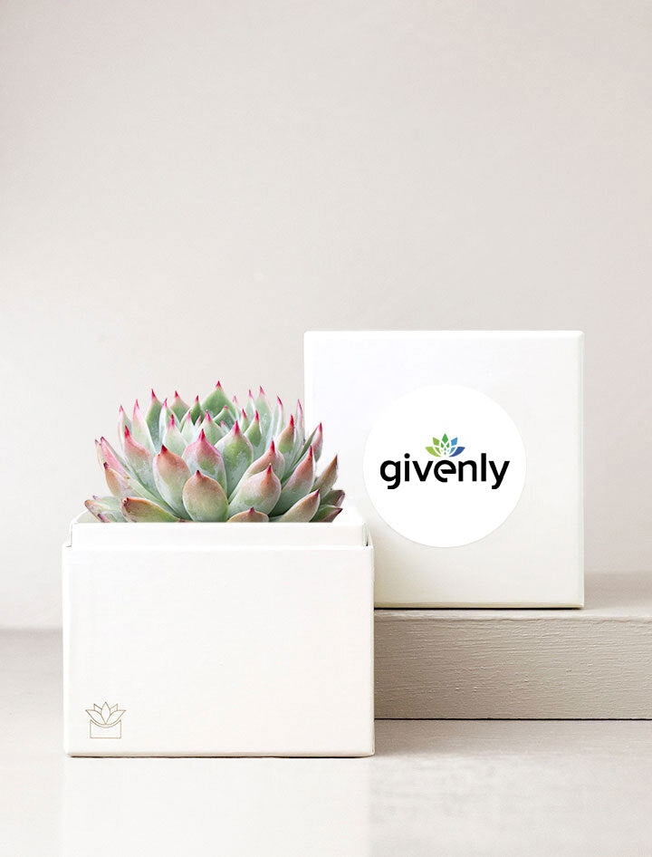 Succulent Garden in Gift Box with Label on Top of Box. 