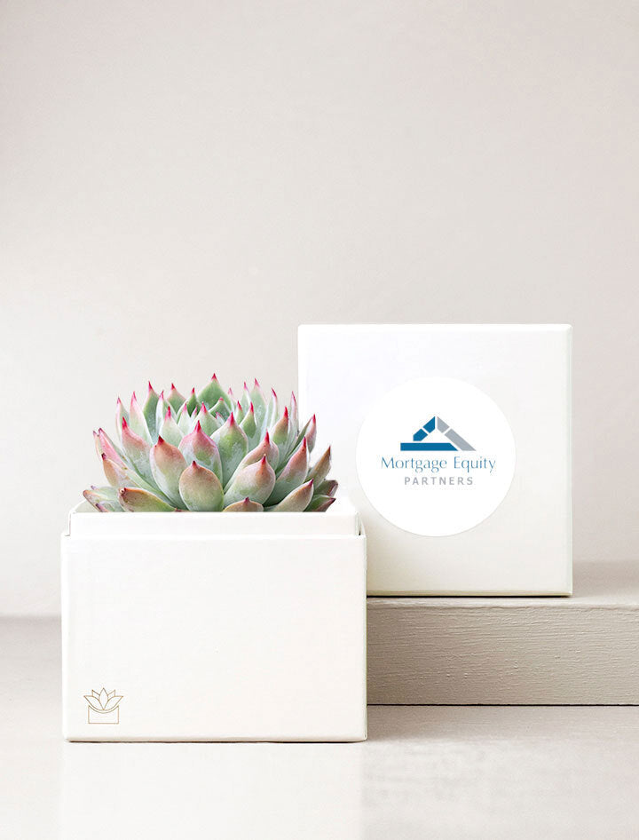 Succulent Garden in Gift Box with Label on Top of Box.