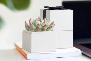 Succulent in gift box with black bow.