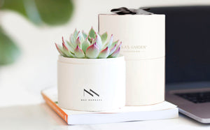 Succulent in gift box with company logo.