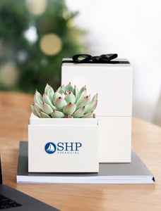 Succulents in gift box with company logo.