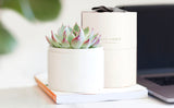 One succulent in gift box.