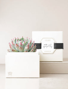 Succulent in gift box with "With Sympathy" message.
