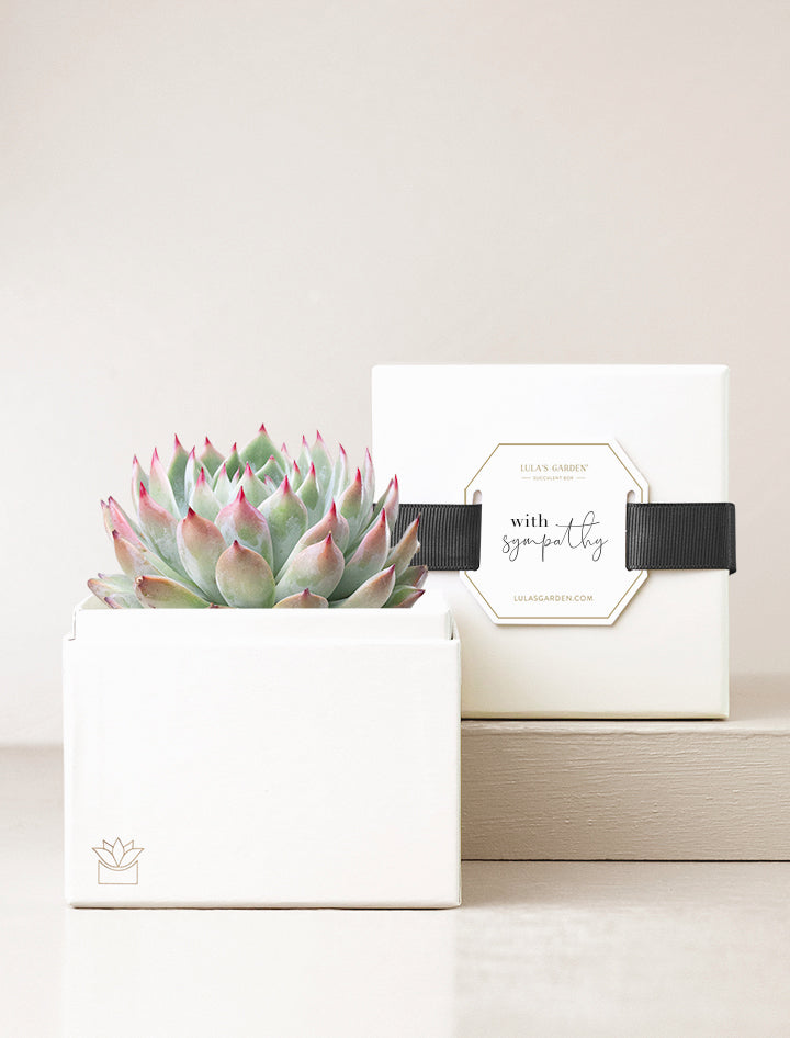 succulent messages Succulent Gift