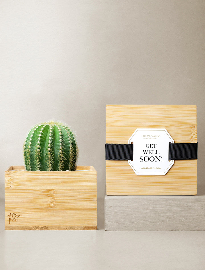 get well soon succulents Succulent Gift