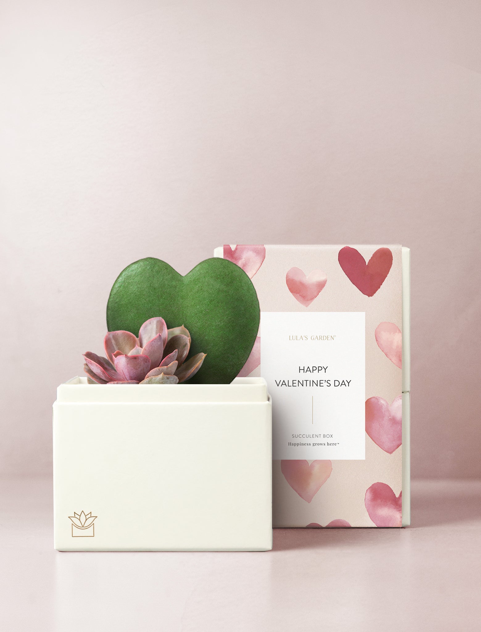 Succulents in gift box.