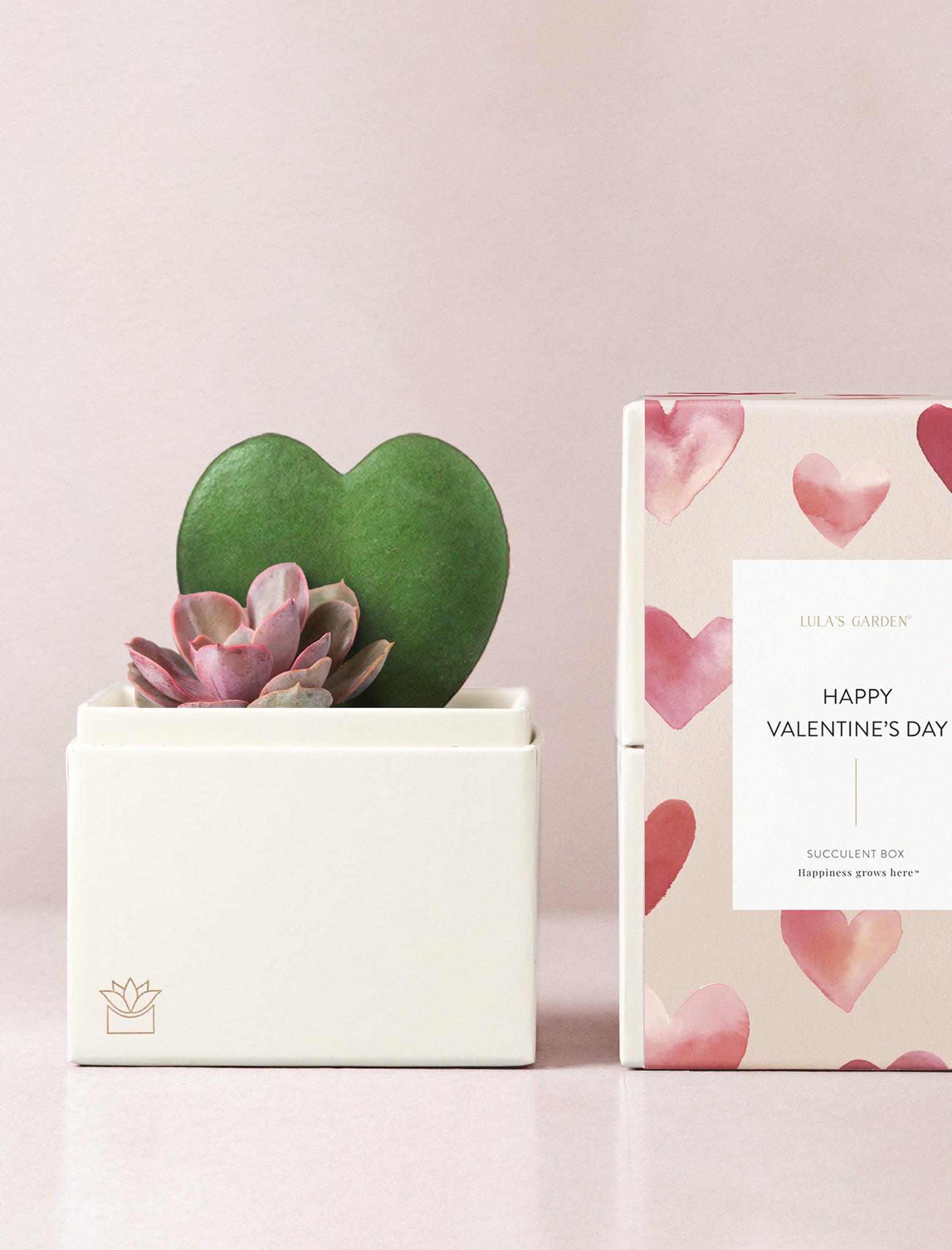 Succulents in gift box.