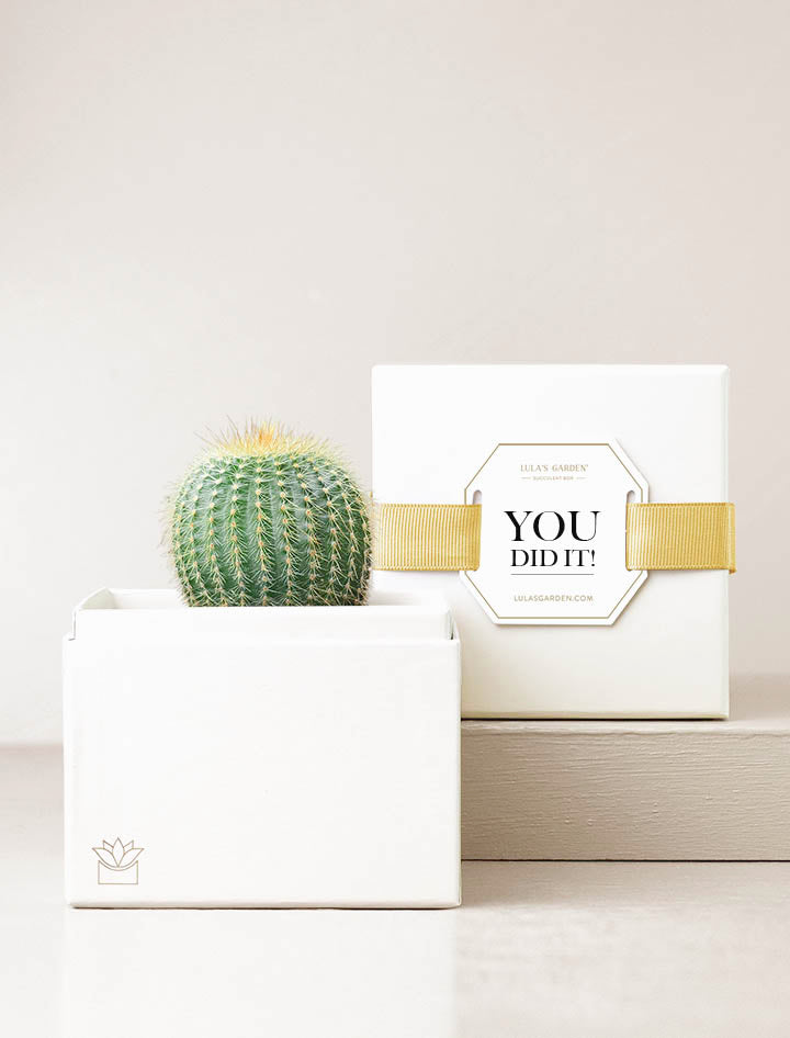Succulent in gift box with You Did It! message.
