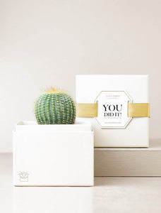 Succulent in gift box with You Did It! message.