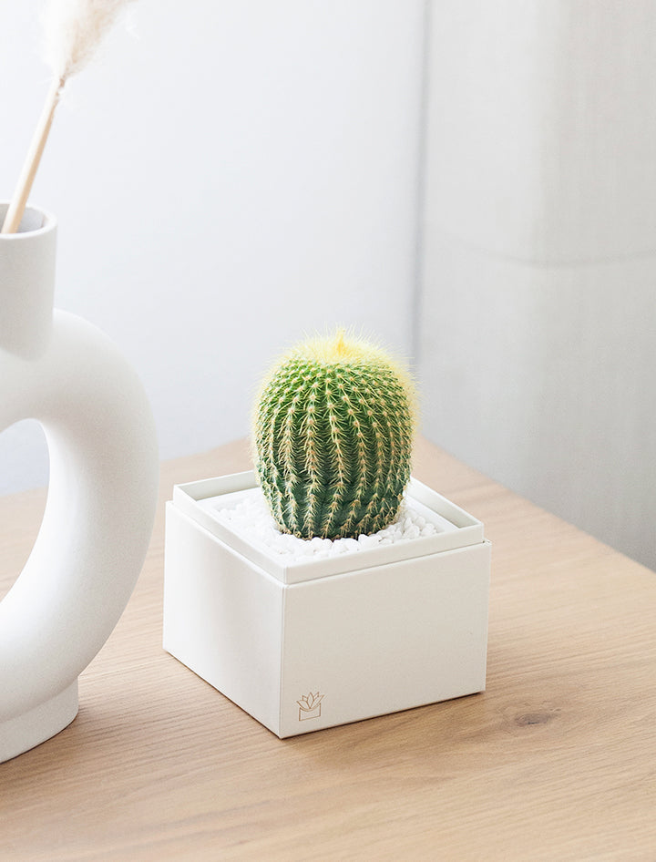 Succulent in gift box.