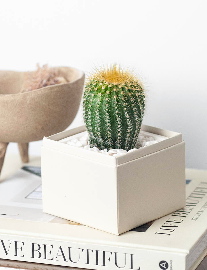 Succulent in gift box.