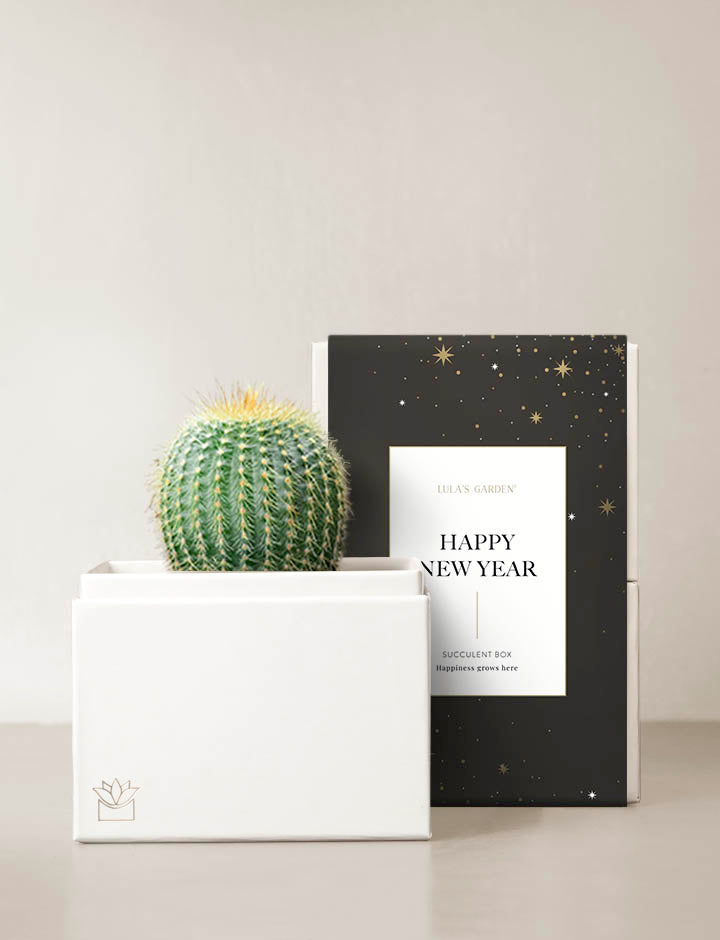 Succulent in gift box.