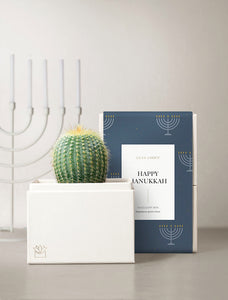Succulent in gift box.