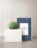 Succulent in gift box.