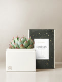 Succulent in gift box.