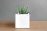 Ceramic Desk Succulent