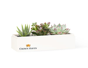 Succulents in gift box.