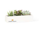 Succulents in gift box.