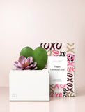 Succulents in gift box with Happy Valentine's Day sleeve. - Image 