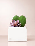Succulents in gift box. - Image 