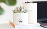 Succulent in gift box with imprint and bow on desk.