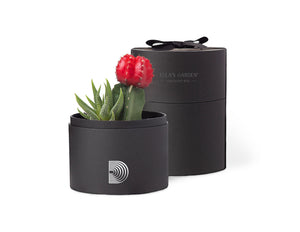Succulents in gift box with imprint and bow.