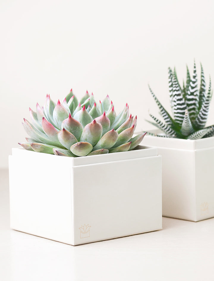 2 succulents Succulent Gift Delivery | Duet Succulent Garden