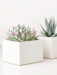 Close up of two succulents in gift boxes.