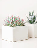 Succulents in gift boxes.