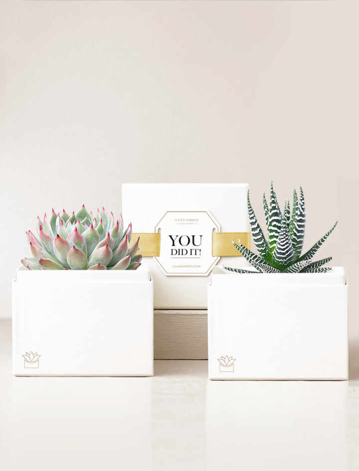 Succulents in gift boxes with You Did It! message.