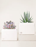 Succulent in gift box.