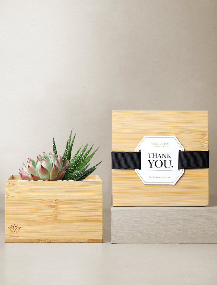 tree money box Plant Gift Delivery | Unique Gifts
