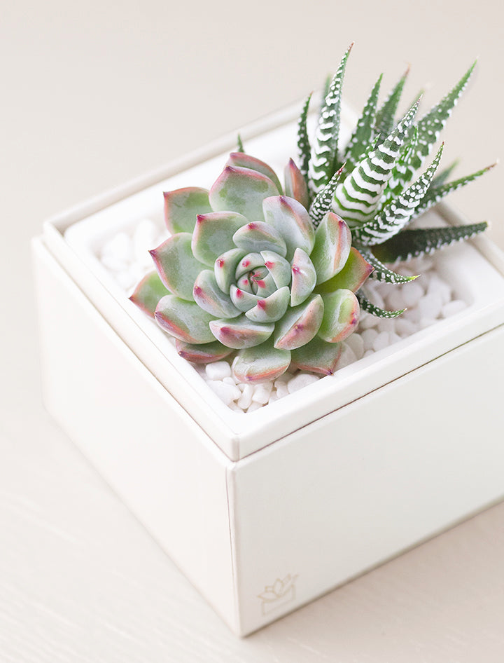 sympathy succulents Succulent Gift Box - Glow Garden