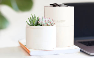 Succulent in gift box.