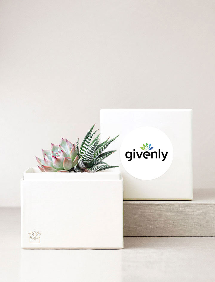 Succulent Garden in Gift Box With Label on Top of Box.