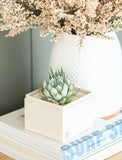 Succulents in gift box on stack of books.