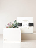 Succulents in gift box with "With Sympathy" message.