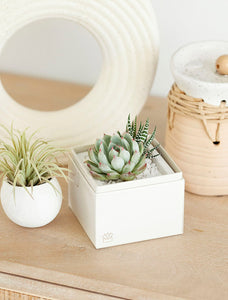 Succulents in gift box on table next to decorative objects.