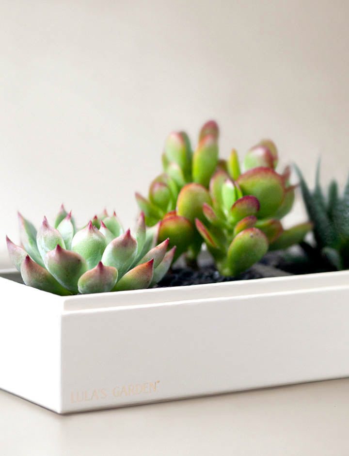 Succulents in gift box.