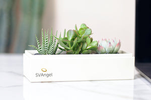 Succulents in gift box with company logo.