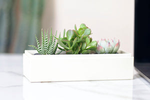 Succulents in gift box on table.