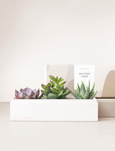 Succulents in gift box with Welcome Home sleeve.