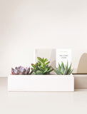 Succulents in gift box with Welcome Home sleeve.