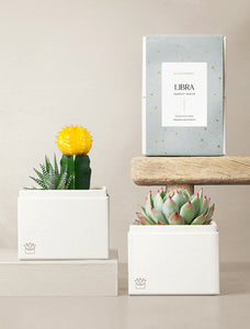 Succulent in gift box.