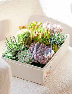 An assortment of succulents in gift box with LOVE imprint on chair.